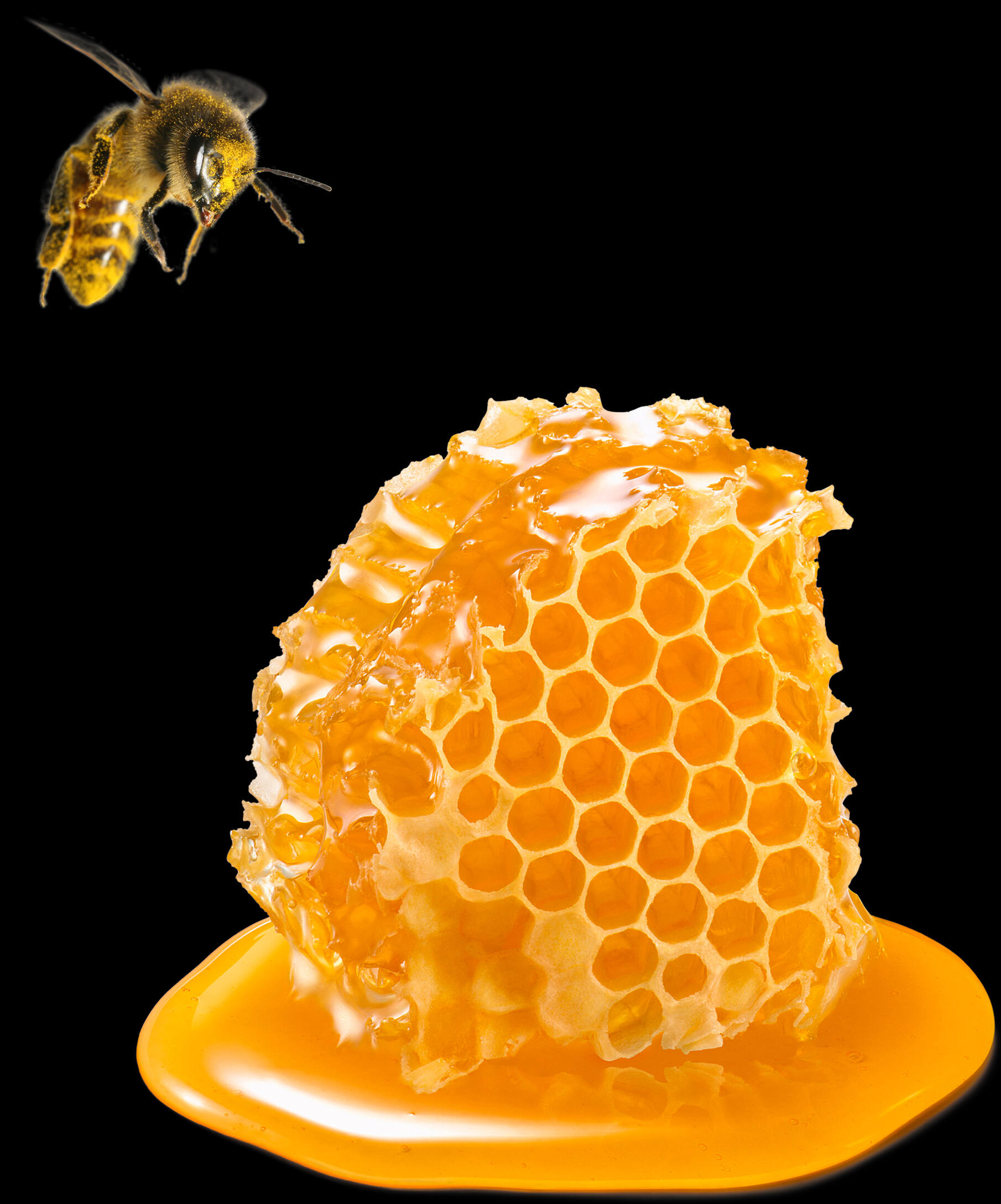 Bee and honeycomb